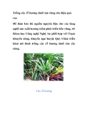 Trồng cây rễ hương dưới tán rừng cho hiệu quả cao