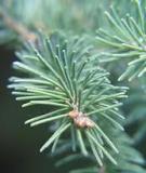 Giáo án môn sinh lớp 6 - Tiết 50: HẠT TRẦN – CÂY THÔNG