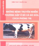 Cách phòng và trị bệnh cho bò, bò sữa