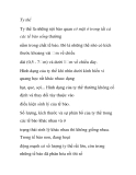 Ty thể