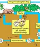 Chu trình Nitơ trong tự nhiên