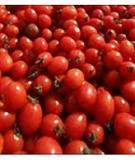 NGUỒN GỐC CÂY CÀ CHUA