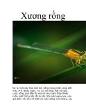 Xương rồng  