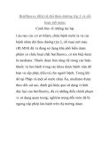 Benfluorex điều trị đái tháo đường týp 2 và rối loạn mỡ máu: 