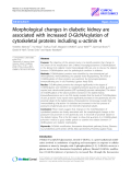 Báo cáo y học: "Morphological changes in diabetic kidney are associated with increased O-GlcNAcylation of cytoskeletal proteins including a-actinin "