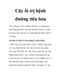 Cây ổi trị bệnh đường tiêu hóa
