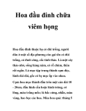 Hoa đầu đinh chữa viêm họng