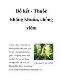 Bồ kết - Thuốc kháng khuẩn, chống viêm