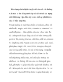 Tác dụng chữa bệnh tuyệt vời của củ cải đường 