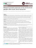 Altered neuronatin expression in the rat dorsal root ganglion after sciatic nerve transection