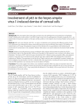 Involvement of p63 in the herpes simplex virus-1-induced demise of corneal cells Research