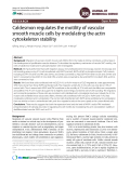 Caldesmon regulates the motility of vascular smooth muscle cells by modulating the actin cytoskeleton stability