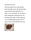 Mủ trôm trị táo bón 