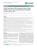 báo cáo khoa học: " Small interference RNA targeting tissue factor inhibits human lung adenocarcinoma growth in vitro and in vivo"