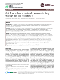 Báo cáo y học: " Gut flora enhance bacterial clearance in lung through toll-like receptors 4"