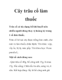Cây trâu cổ làm thuốc