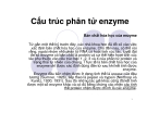 Cấu trúc phân tử enzyme