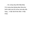 Cây xương sông chữa thấp khớp