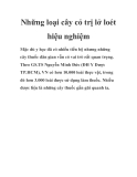 Những loại cây cỏ trị lở loét hiệu nghiệm