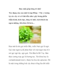 Rau mùi giúp tăng trí nhớ