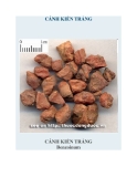 CÁNH KIẾN TRẮNG