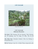 CỐT TOÁI BỔ