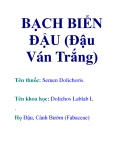 BẠCH BIỂN ĐẬU (Đậu Ván Trắng)