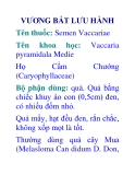 VƯƠNG BẤT LƯU HÀNH 