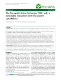 Báo cáo khoa hoc:"  The Drosophila Anion Exchanger (DAE) lacks a detectable interaction with the spectrin cytoskeleton"