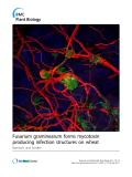 báo cáo khoa học: "Fusarium graminearum forms mycotoxin producing infection structures on wheat"