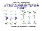 Giáo án điện tử sinh học:Sinh học lớp 12-  Quy luật phân li độc lập -Sinh học 12- Cơ bản