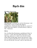 Bạch đàn