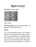 Bạch thược