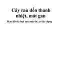 Cây rau dền thanh nhiệt, mát gan