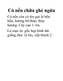 Cỏ nến chữa ghẻ ngứa