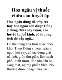 Hoa ngâu vị thuốc chữa cao huyết áp