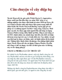 Câu chuyện về cây diệp hạ châu