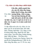 Cây chân vịt chữa được nhiều bệnh 