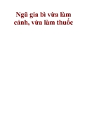 Ngũ gia bì vừa làm cảnh, vừa làm thuốc