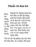 Thuốc từ dưa bở