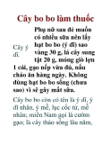 Cây bo bo làm thuốc