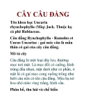 CÂY CÂU ĐẰNG