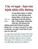 Cây cỏ ngọt - bạn của bệnh nhân tiểu đường