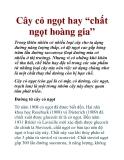 Cây cỏ ngọt hay “chất ngọt hoàng gia”