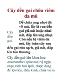 Cây dền gai chữa viêm da mủ