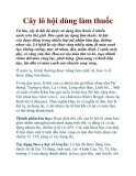 Cây lô hội dùng làm thuốc