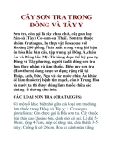 CÂY SƠN TRA TRONG ÐÔNG VÀ TÂY Y