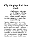 Cây thổ phục linh làm thuốc