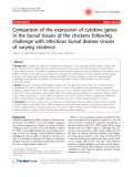 Báo cáo y học: " Comparison of the expression of cytokine genes in the bursal tissues of the chickens following challenge with infectious bursal disease viruses of varying virulence"