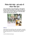 Phân biệt thật - giả một số dược liệu quý